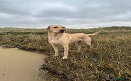 Labrador Retriever dogs for sale: Sensitive and Devoted Labrador  - Image 11