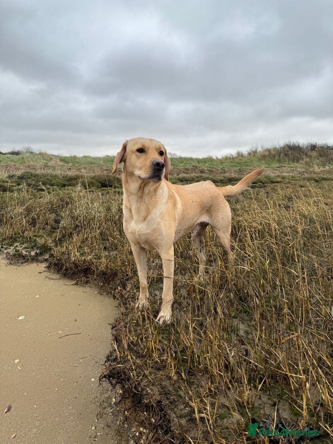 Labrador Retriever dogs for sale: Sensitive and Devoted Labrador  - Image 11