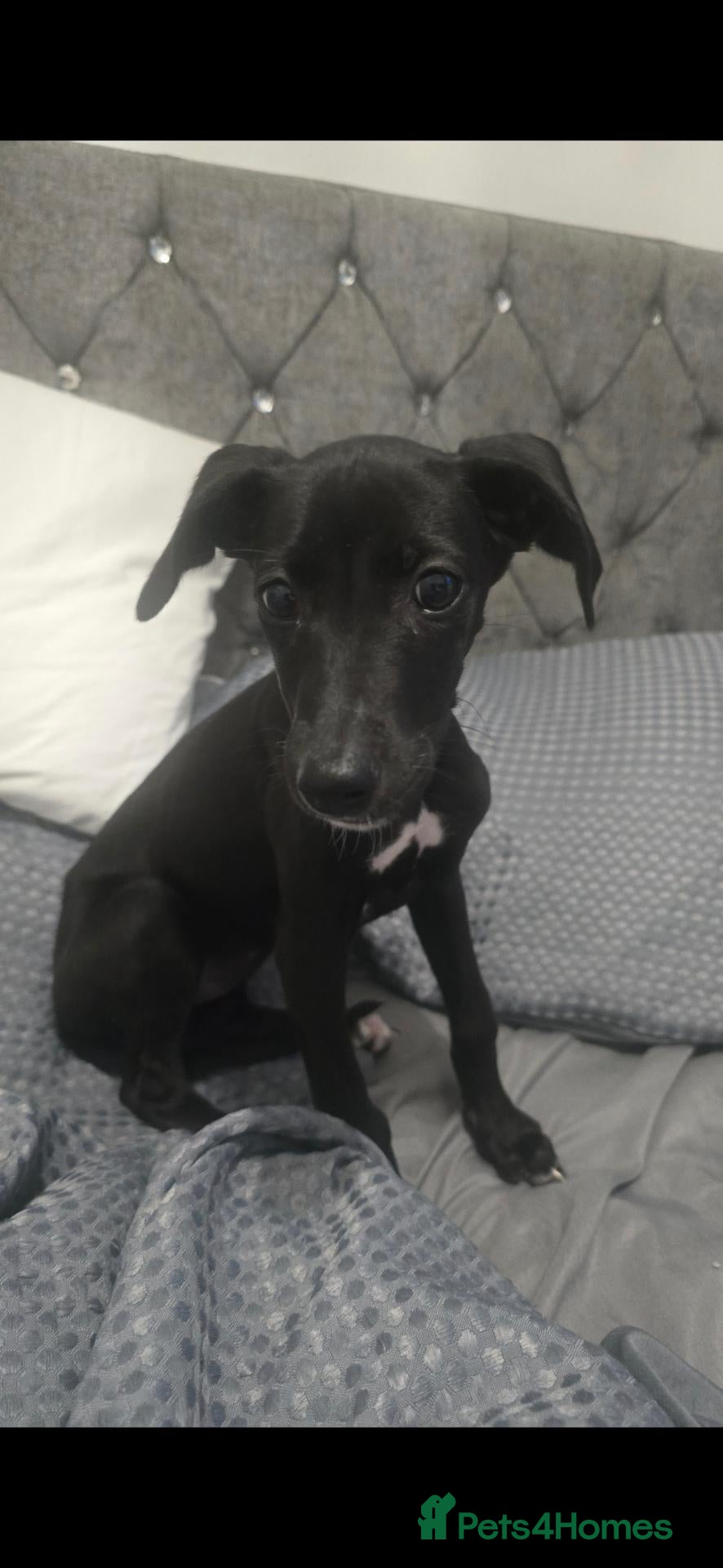 Lurcher dogs Gorgeous black lurcher pup - Advert 1