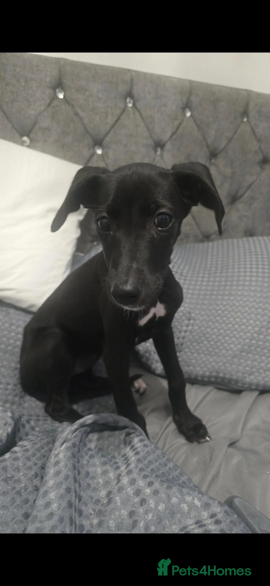 Lurcher dogs for sale: Gorgeous black lurcher pup - Advert 1