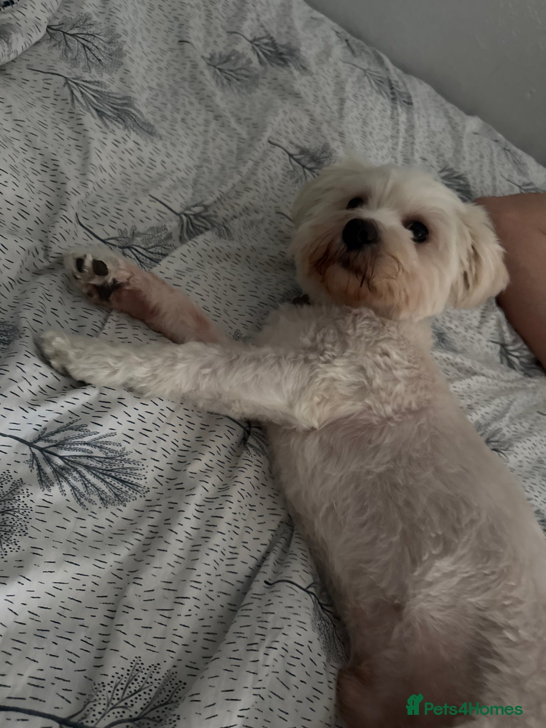 Bichon Frise dogs for stud: Jackson  - Advert 2