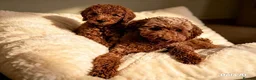Cockapoo dogs for sale: F1b toy cockapoo Ready to leave  - Advert 2