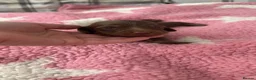Dachshund dogs for sale: 3 sausage dogs long haired females  - Advert 3