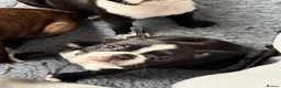 Boston Terrier dogs for sale: Kc Boston Terrier Puppies - Advert 7