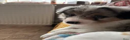 Border Collie dogs for sale: Beautiful litter of 7 Border Collies  - Advert 11