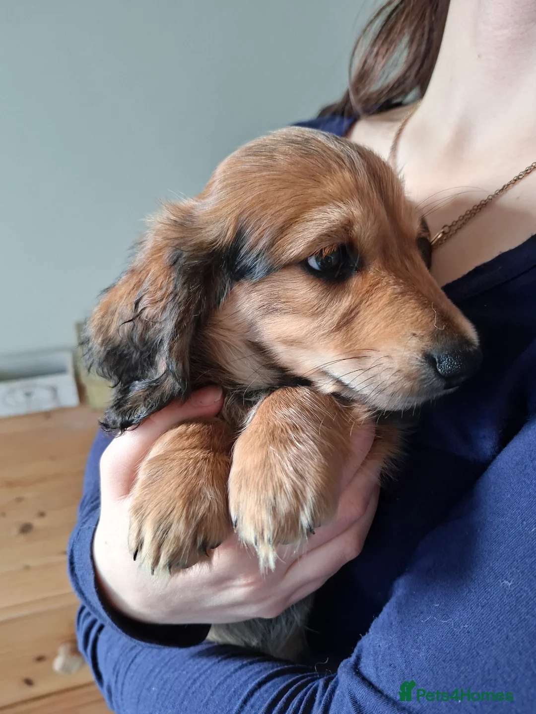 Miniature Dachshund dogs for sale: Long haired miniature dachshund puppy - Advert 8