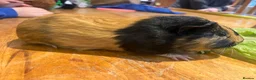 Guinea Pig rodents for sale: Female guinea pigs in Shepton Mallet - Advert 5