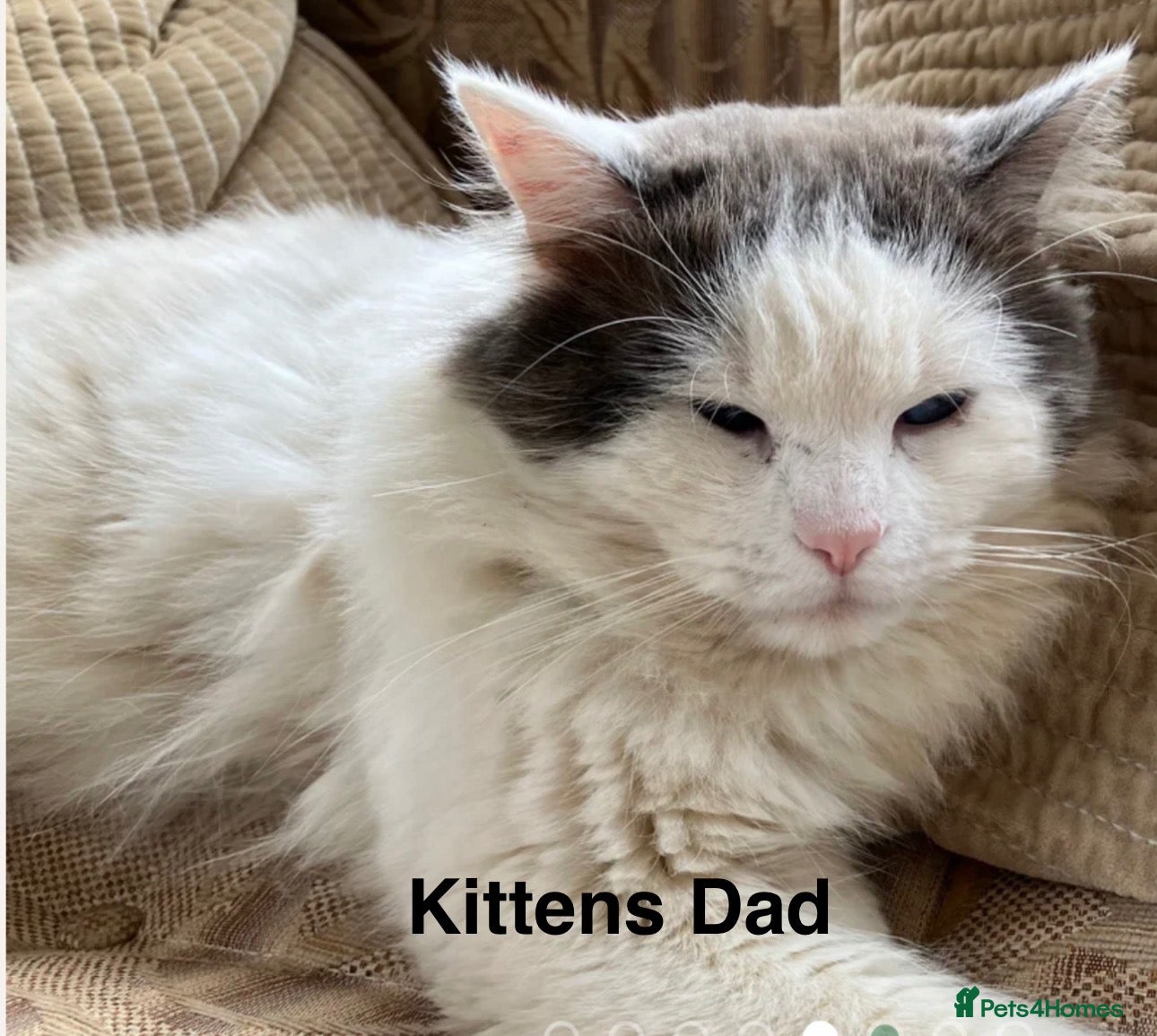 Ragdoll cats Beautiful Ragdolls-Vaccinated-2 boys-3 girls.  - Advert 2