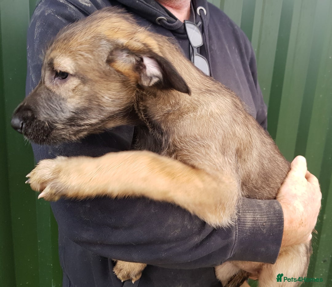 Irish Wolfhound dogs for sale: Irish Wolfhound Pups - Advert 8