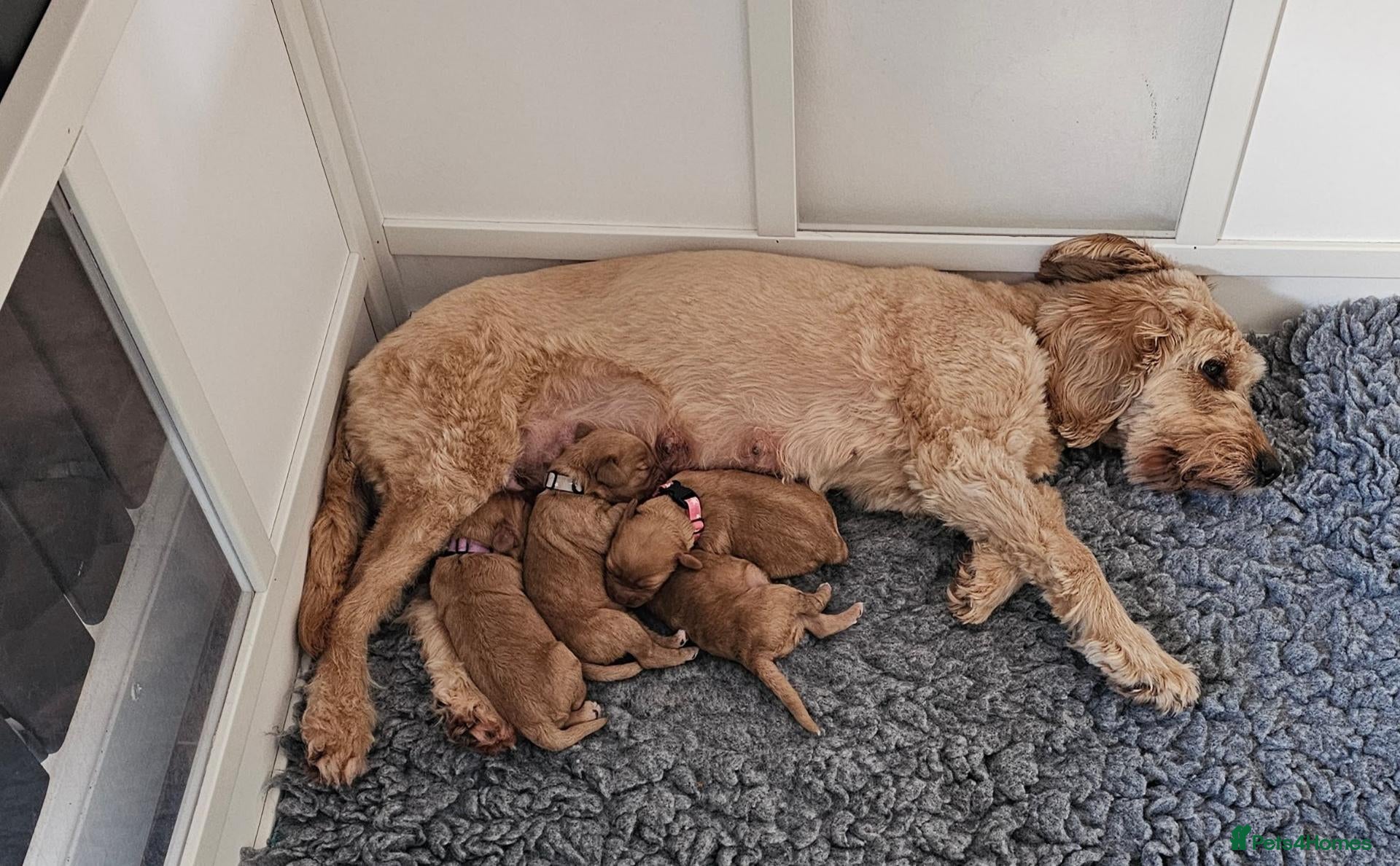 Cockapoo dogs for sale: Toy Cockapoo Puppies - Advert 2
