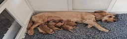 Cockapoo dogs for sale: Toy Cockapoo Puppies in Hartlepool - Advert 2