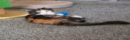 Mixed Breed cats for sale: Mixed breed  in Pontefract - Advert 5