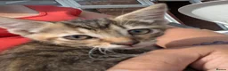 Mixed Breed cats for sale: Bengal cross kittens  in Lincoln - Advert 6
