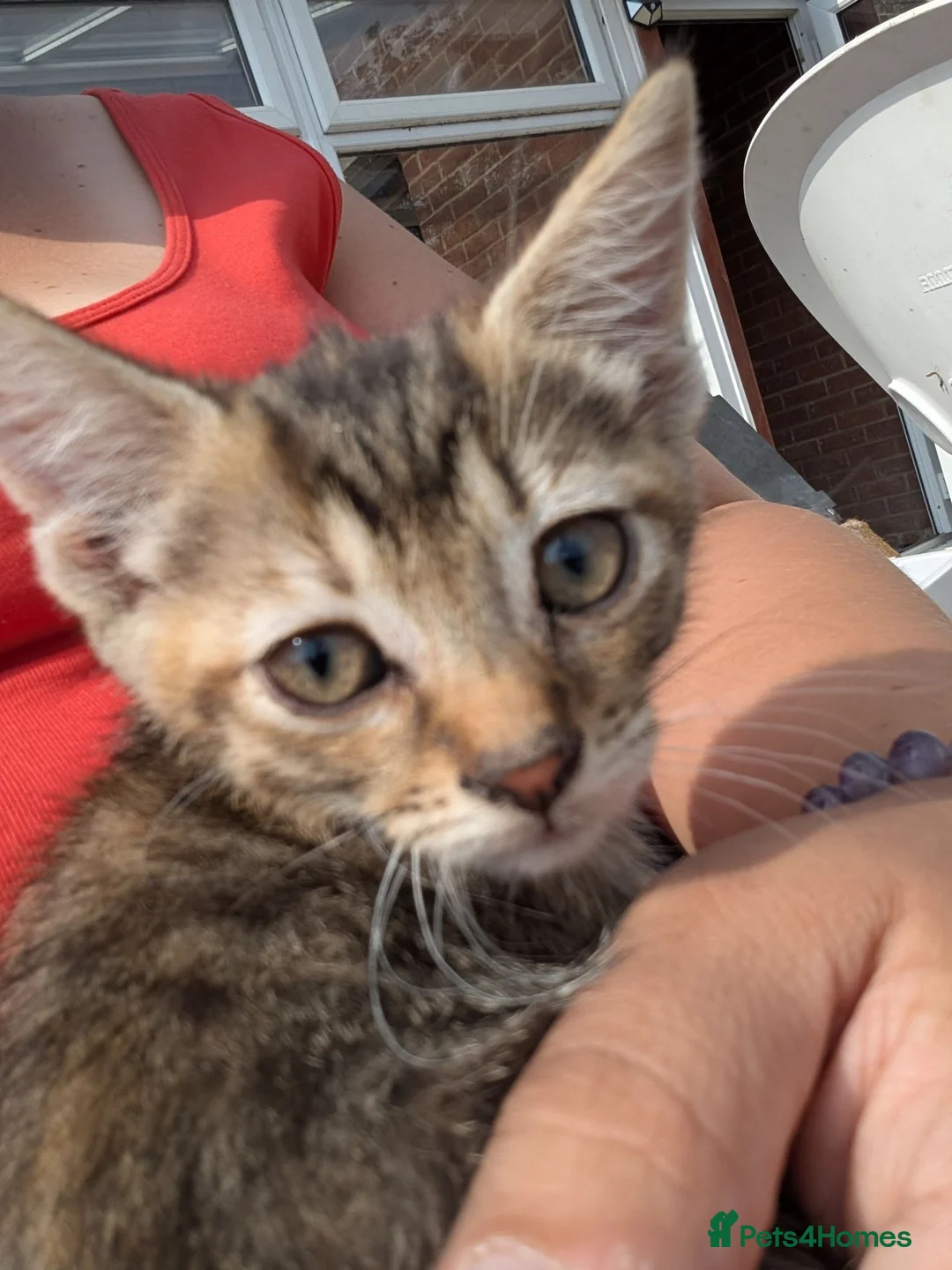 Mixed Breed cats for sale: Bengal cross kittens  in Lincoln - Advert 6