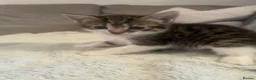 Domestic Shorthair cats for sale: 3 adorable kittens looking for their forever home  - Advert 8
