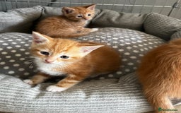 Mixed Breed cats for sale: 3 ginger kittens 🐈 - Image 6