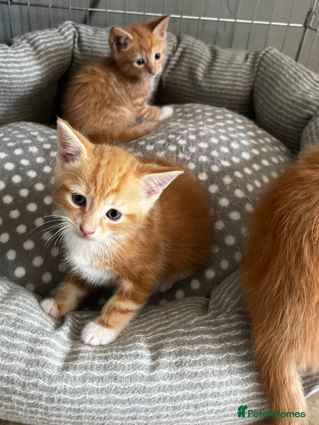 Mixed Breed cats for sale: 3 ginger kittens 🐈 - Image 6