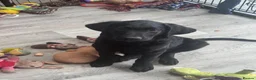 Labradoodle dogs for sale: Labradoodle Puppies - Advert 6