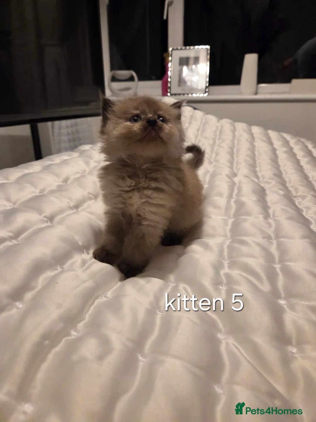 Ragdoll cats for sale: 7 beautiful ragdoll kittens available ♥️  - Advert 2