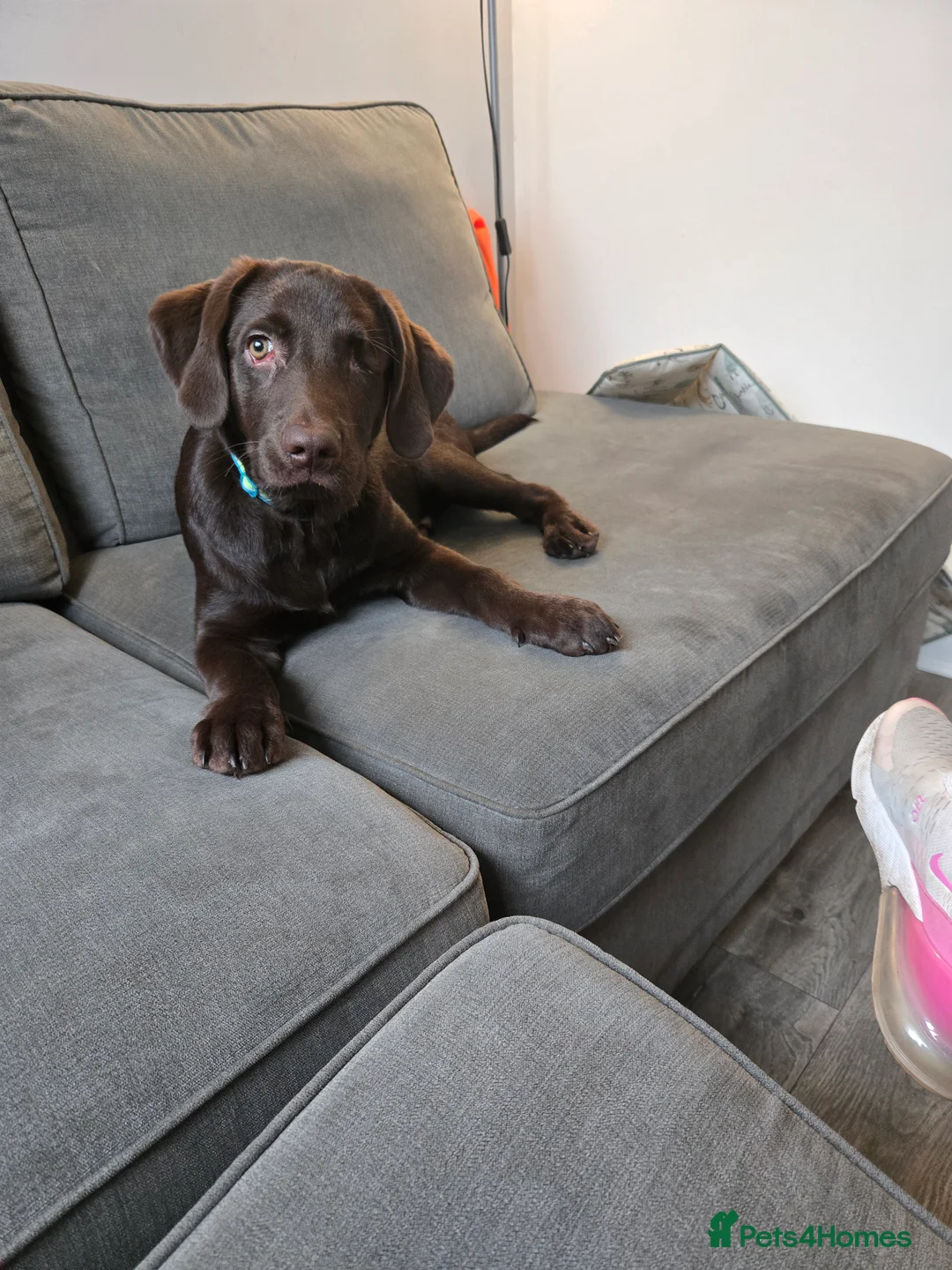 Mixed Breed dogs for sale: Yogi  - Advert 6