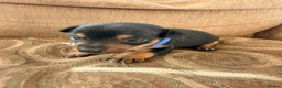 Jack Russell dogs for sale: Stunning Jack Russell pups  in Swansea - Advert 5