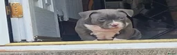 American Bully dogs for sale: American pocket bullys  - Advert 5