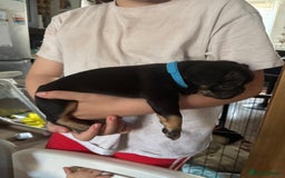 French Bulldog dogs for sale: French bulldog puppies  - Image 6