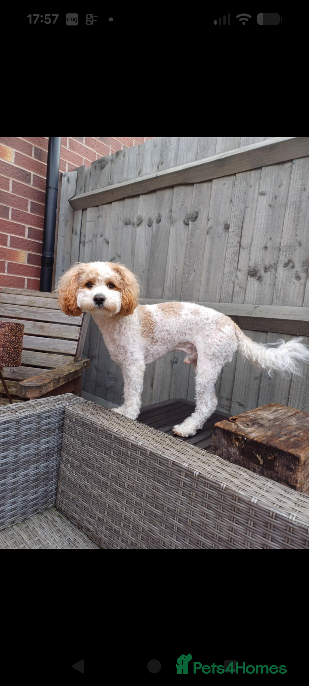 Mixed Breed dogs for stud: White/Fox Red Cavapoo - Advert 2