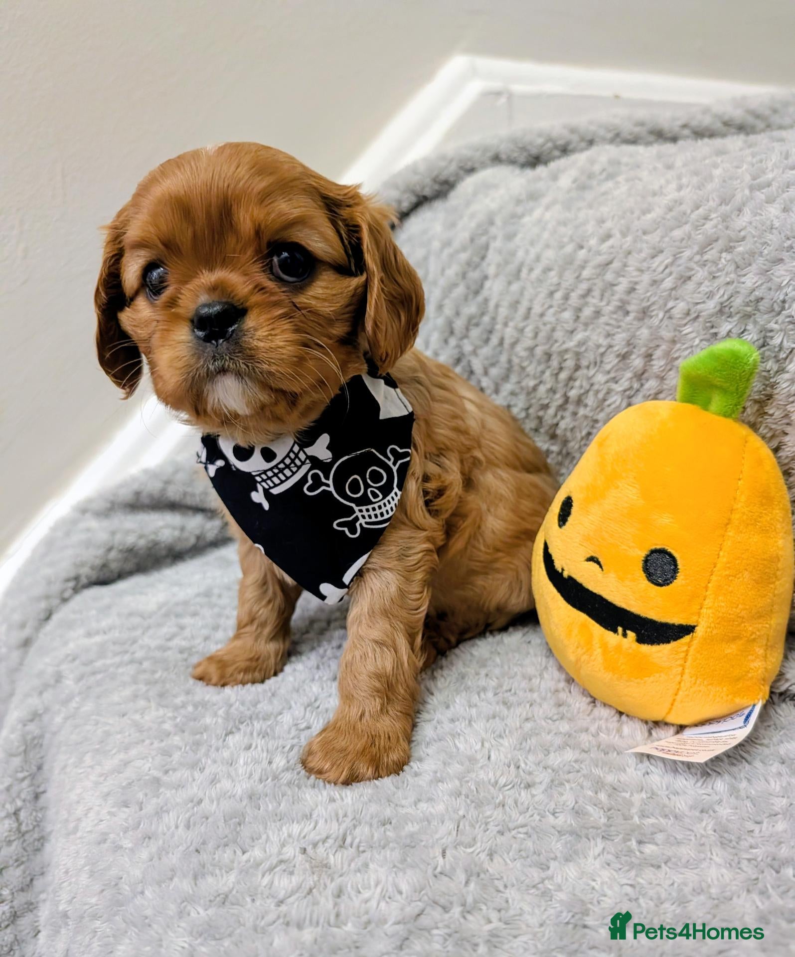 Cavalier King Charles Spaniel dogs 💙KC DNA Health tested Cavalier Puppies💙 - Advert 16