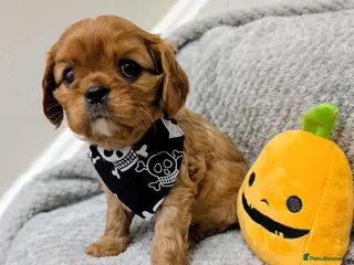 Cavalier King Charles Spaniel dogs 💙KC DNA Health tested Cavalier Puppies💙 - Advert 16