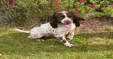 Cocker Spaniel dogs - Advert 1