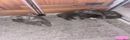 Norwegian Forest Cat cats for sale: Norwegian Forest Cat x Scottish Straight - Advert 6