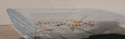 Budgerigars birds for sale: blue budgie in London - Advert 4
