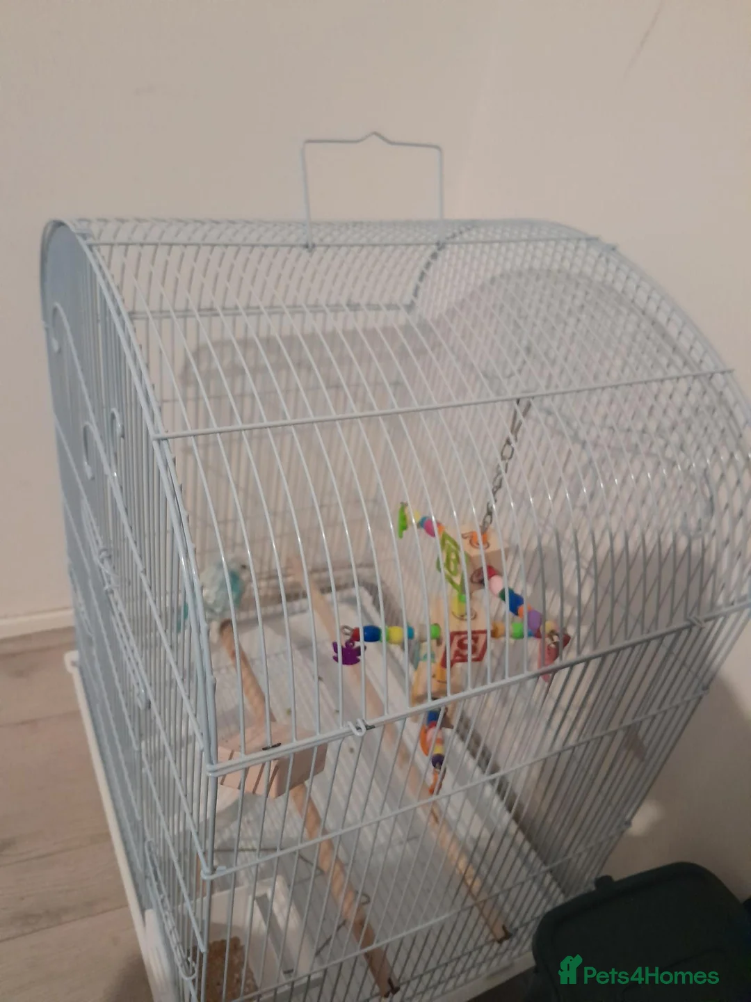 Budgerigars birds for sale: blue budgie in London - Advert 4