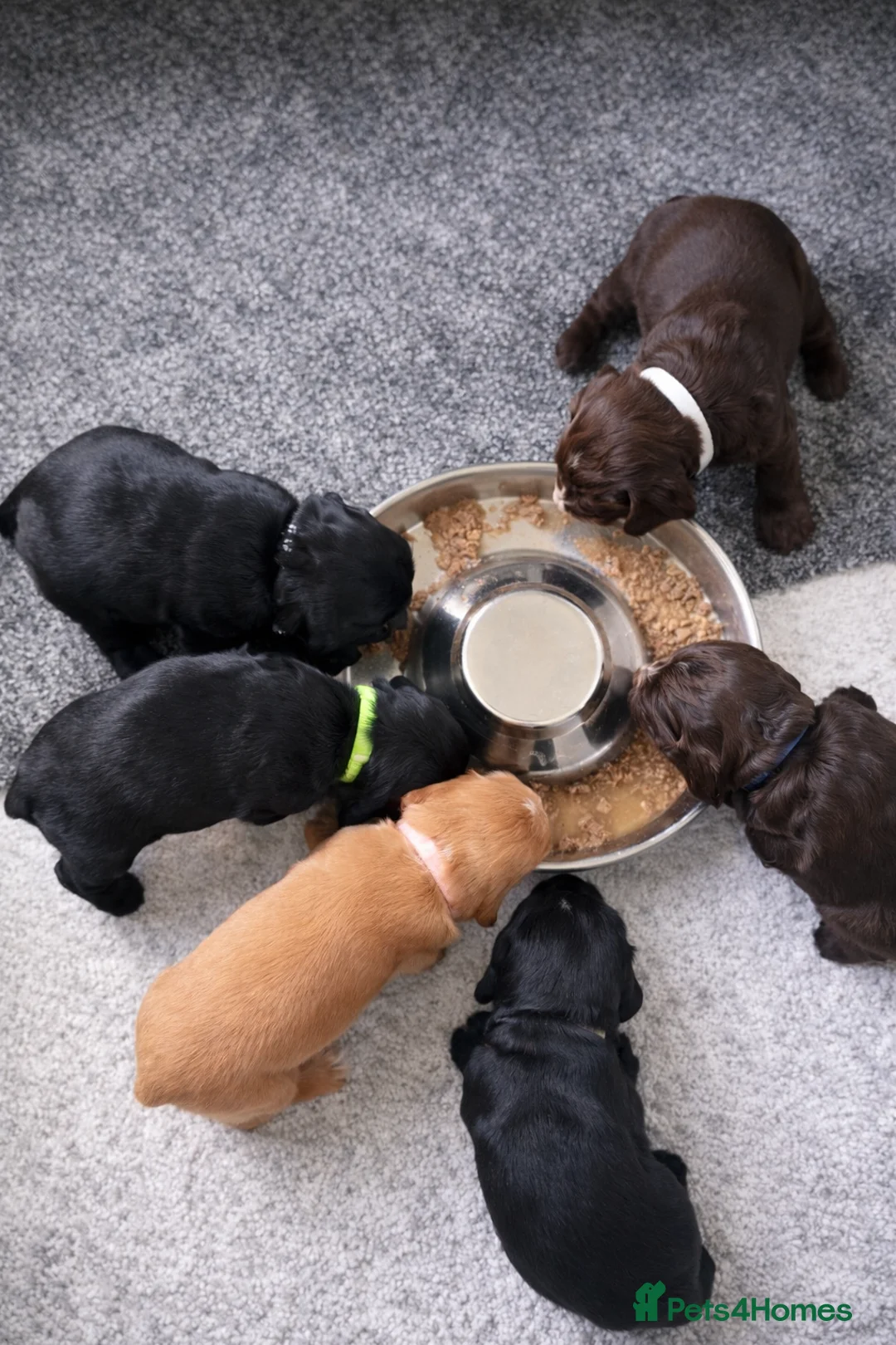 Cocker Spaniel dogs for sale: Beautiful Cocker Spaniel Puppies Ready 16th May in Ashford - Advert 10