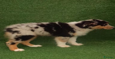 Australian Shepherd dogs Australia shepherd Kc puppies TWO LEFT  - Advert 3