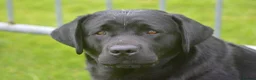 Labrador Retriever dogs for sale: Stunning Puppies From Show Winning Parents - Advert 7