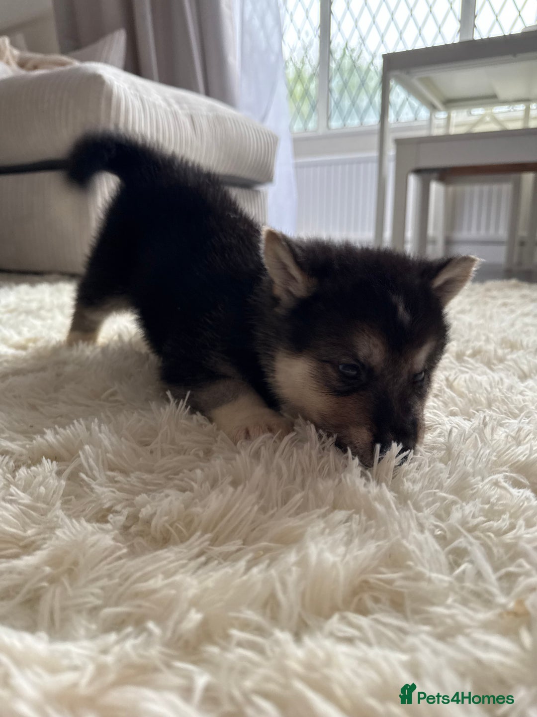 Huskita dogs for sale: READY NOW Huskita Puppies - Advert 24