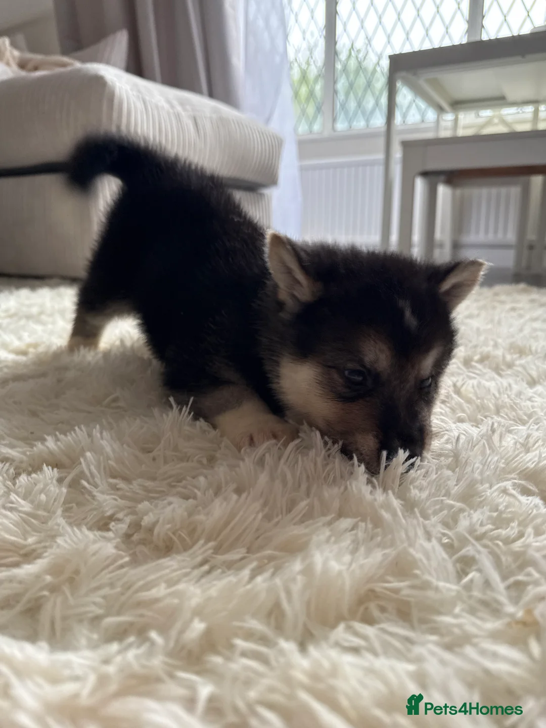 Huskita dogs for sale: FULLY VACCINATED Huskita Puppies 🤍 LAST 2 - Advert 23