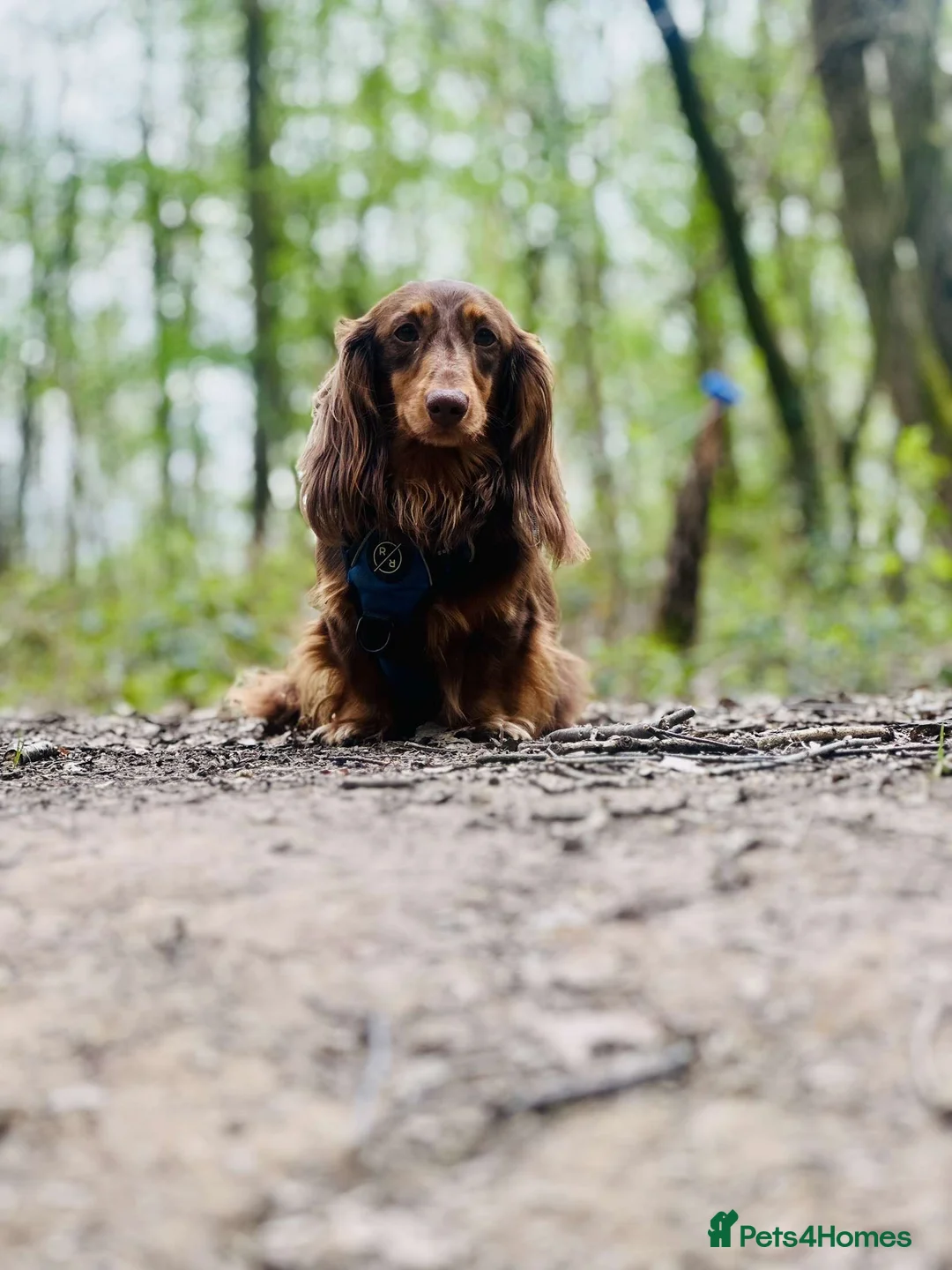 Dachshund dogs for stud: Long haired dachshund stud boys  in Leeds - Advert 22