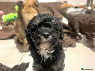 Maltipoo dogs Black Adorable Maltipoo girl ready to leave 22nd! - Advert 11