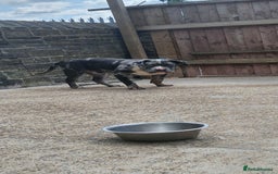 American Bully dogs for sale: Pocket bully pup  - Image 2
