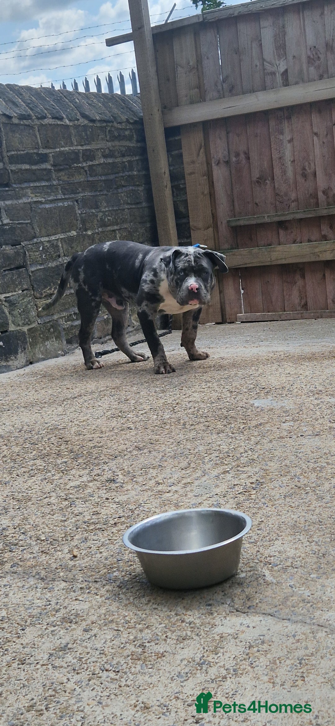 American Bully dogs for sale: Pocket bully pup  - Image 2