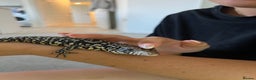 Lizard reptiles for sale: Argentine Black and White Tegu - Advert 7