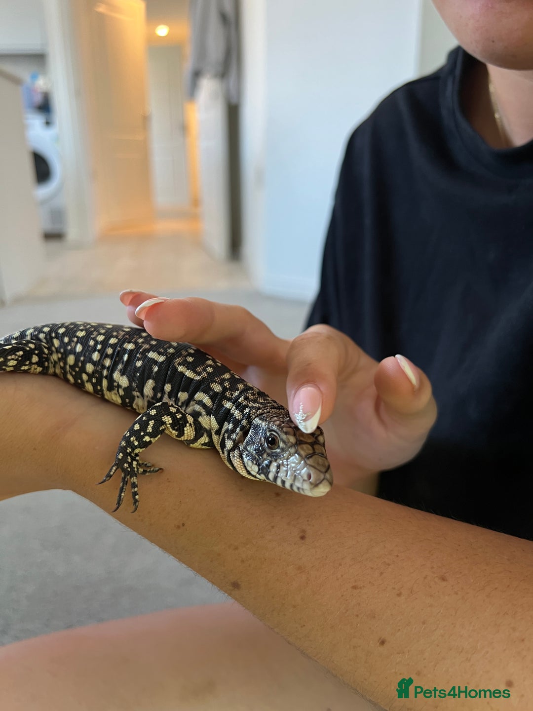 Lizard reptiles for sale: Argentine Black and White Tegu - Image 7