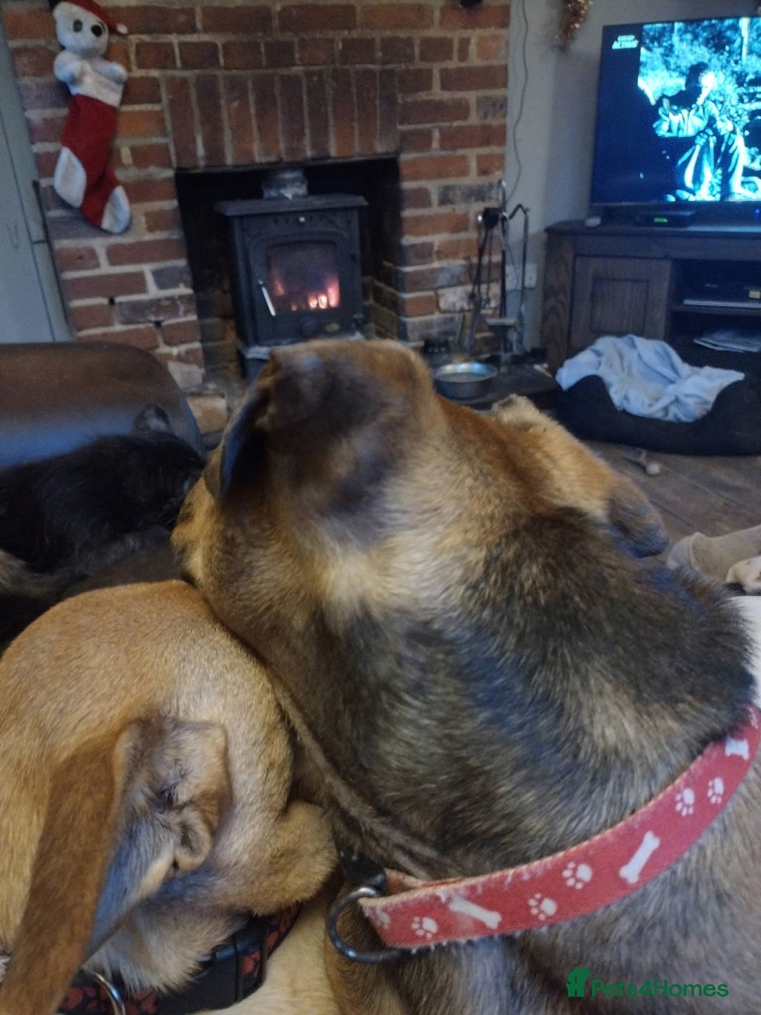 Mixed Breed dogs for adoption: Rescue boy Noodle is looking for his forever home - Advert 13