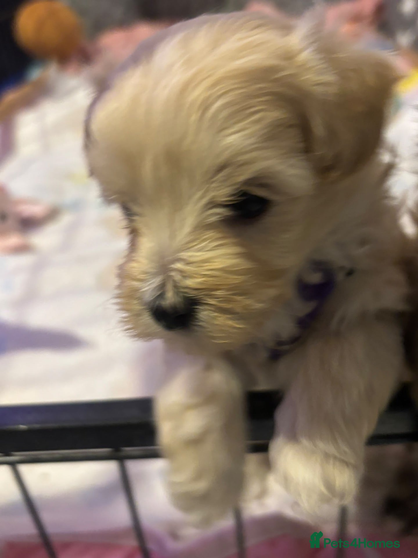 Maltipoo dogs F1 adorable tiny Maltipoo puppies - Advert 6