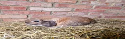 Mini Lop rabbits for sale: Mini Lops For Sale - Advert 4