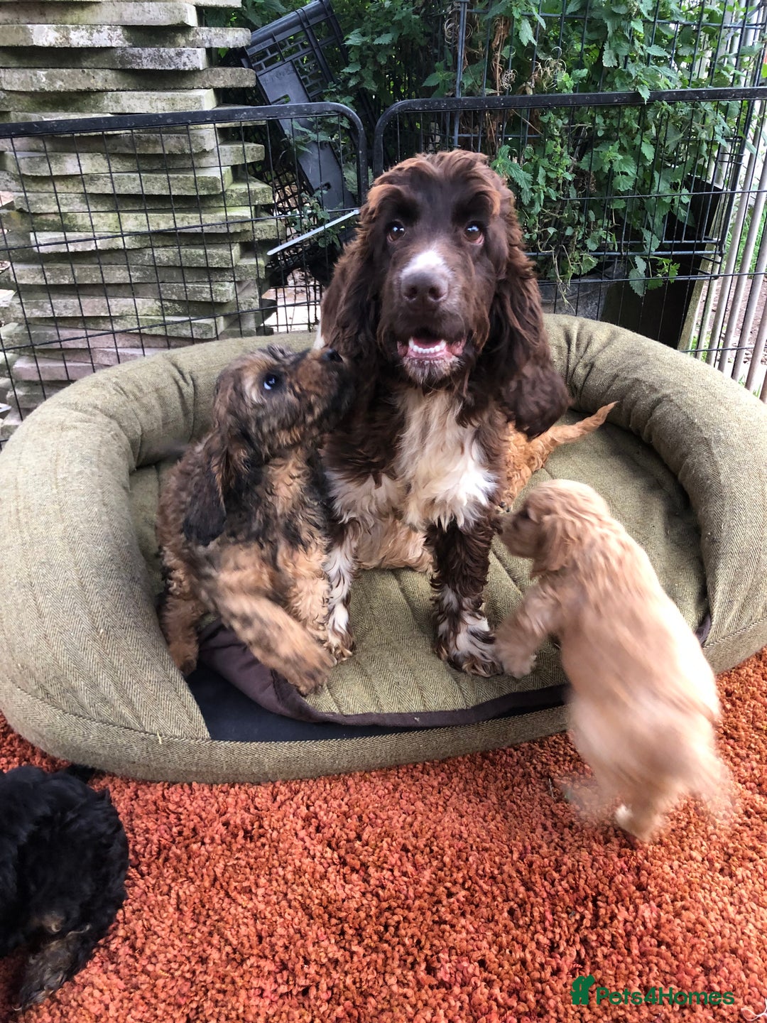 Cockapoo dogs for sale: Beautiful cockapoo f1 puppies - Image 2