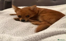 Mixed Breed dogs for sale: Yorkshire Terrier x Pomeranian - Image 3